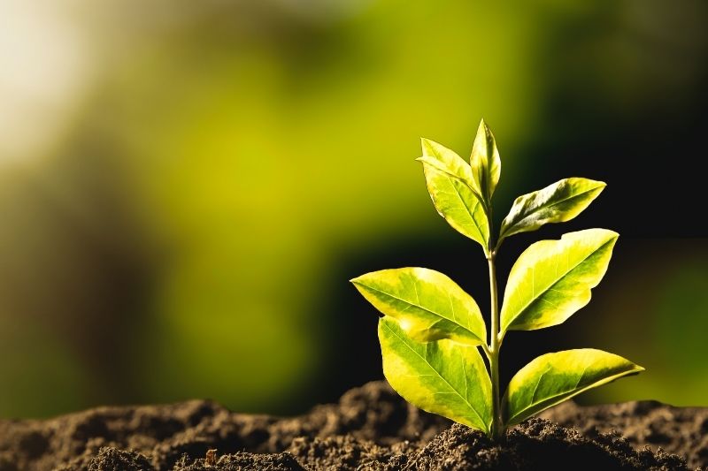 Ausstattung Ökologisch.jpg