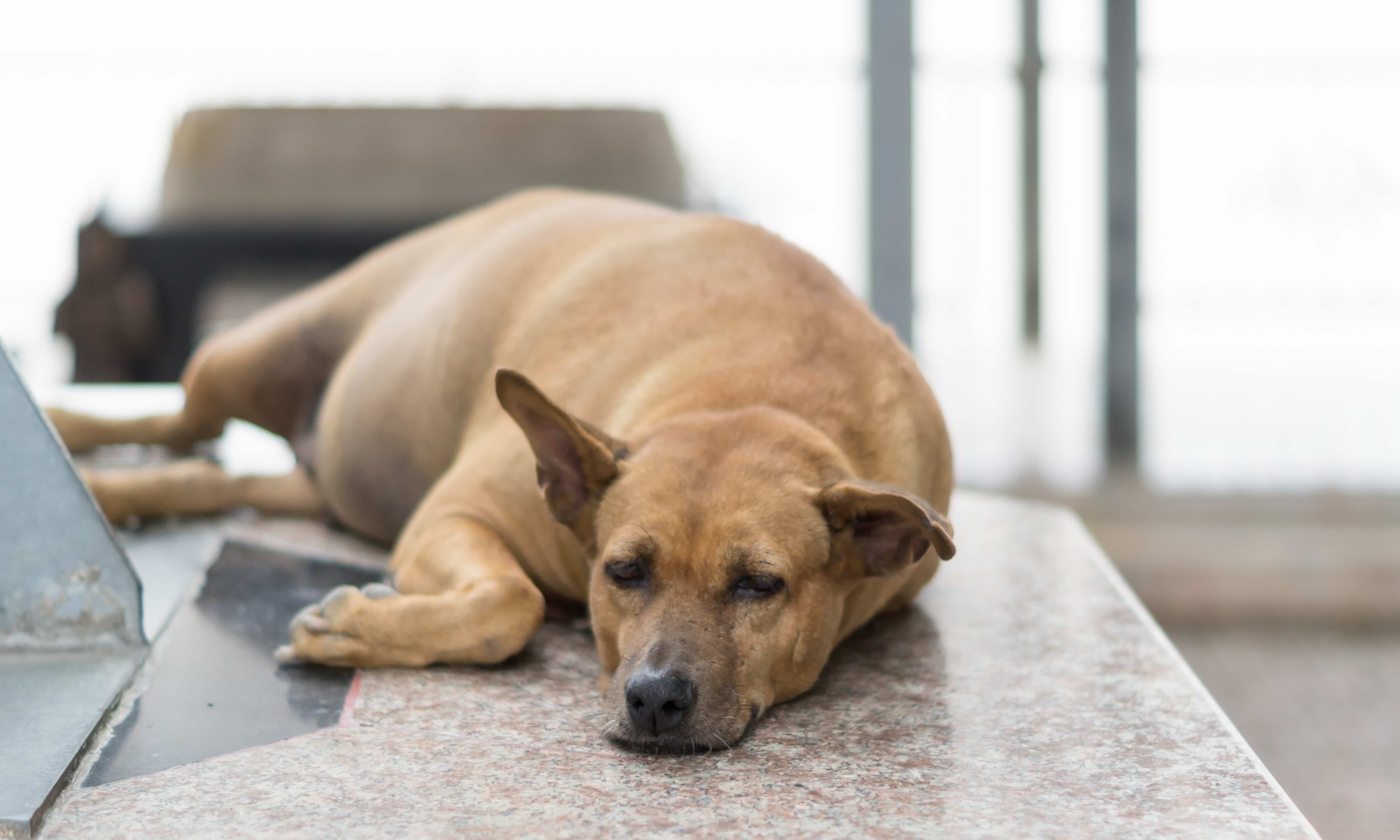 Übergewicht beim Hund frühzeitig erkennen