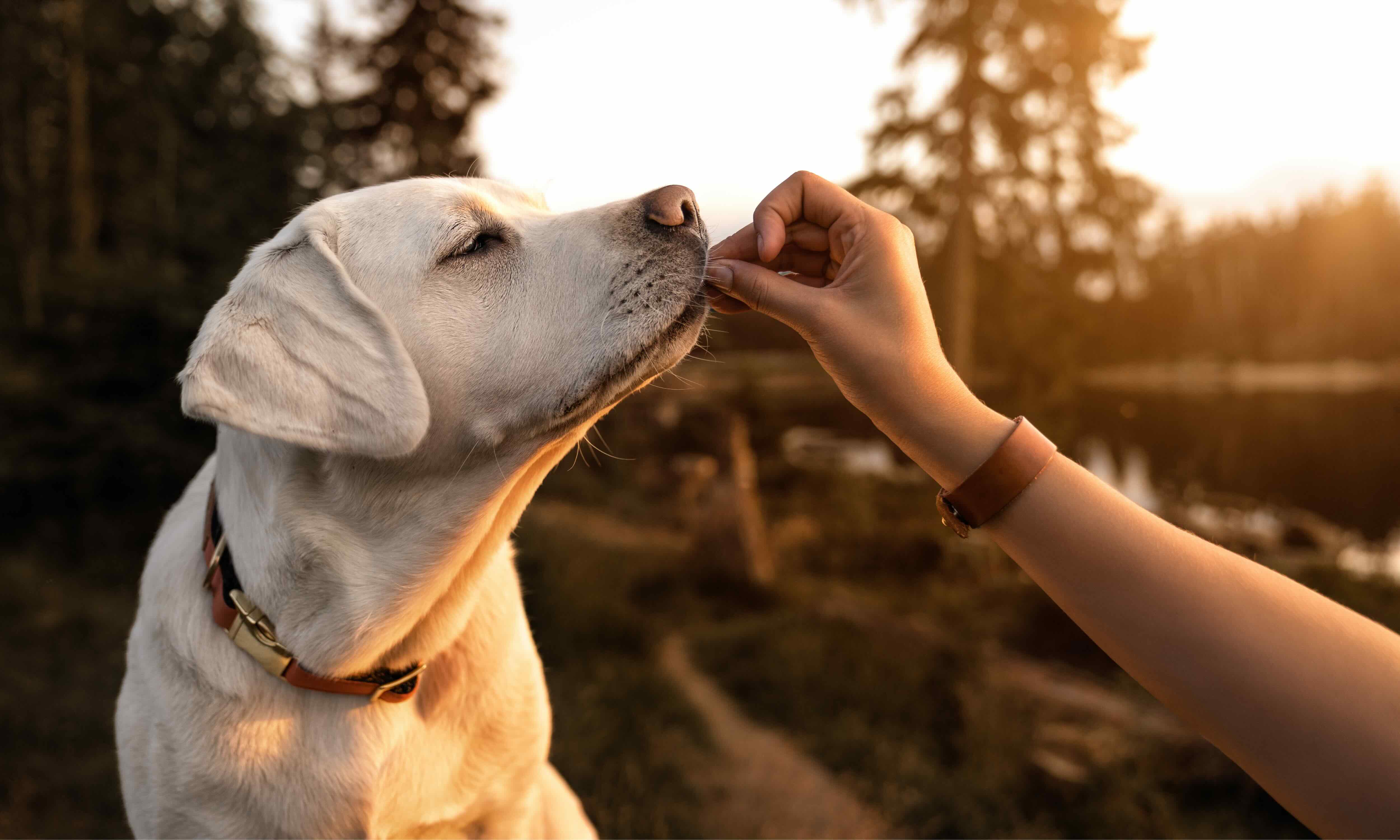 Hochwertiges Hundefutter - für ein gesundes Hundeleben