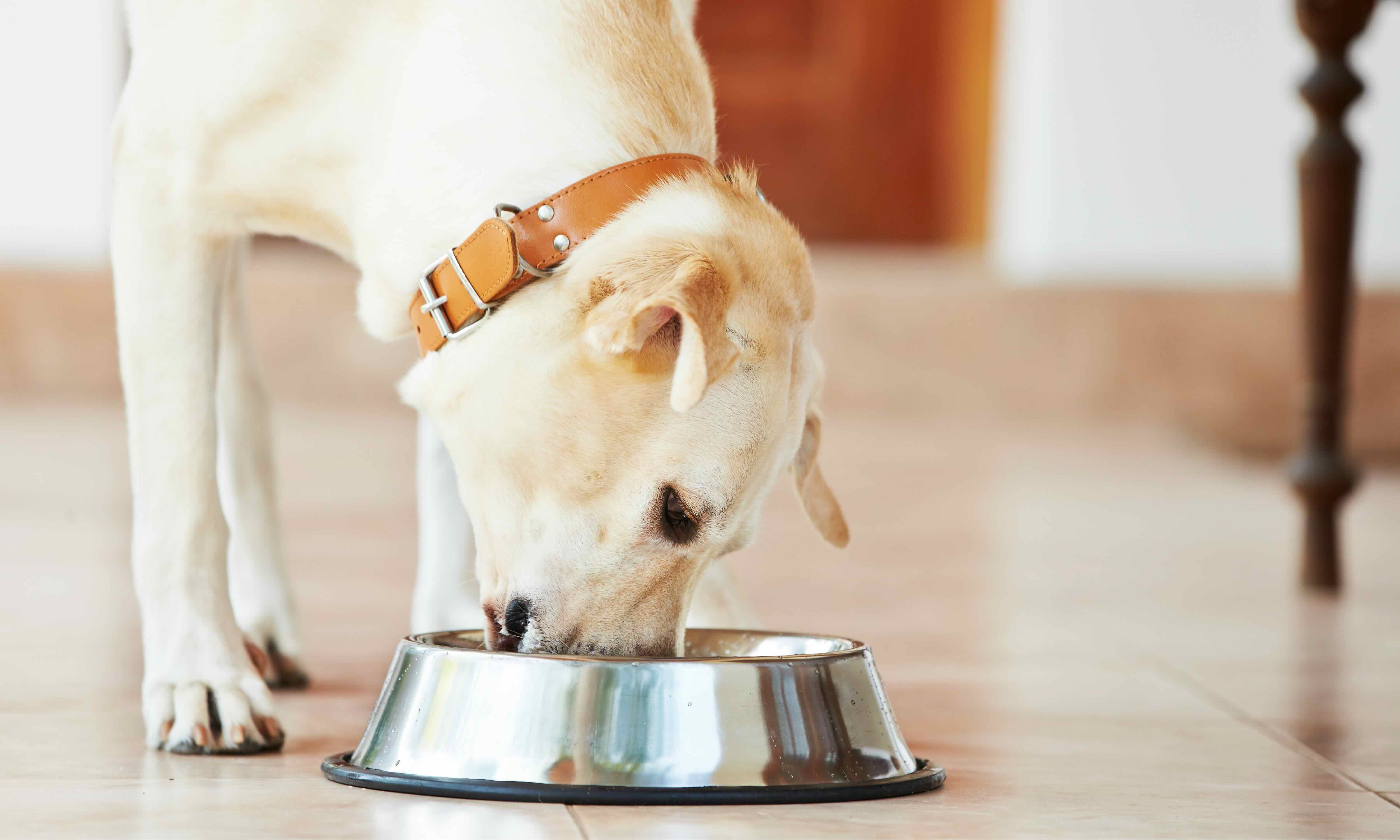 Wie wechselst du das Hundefutter richtig?